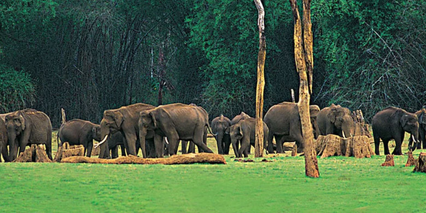 periyar national park